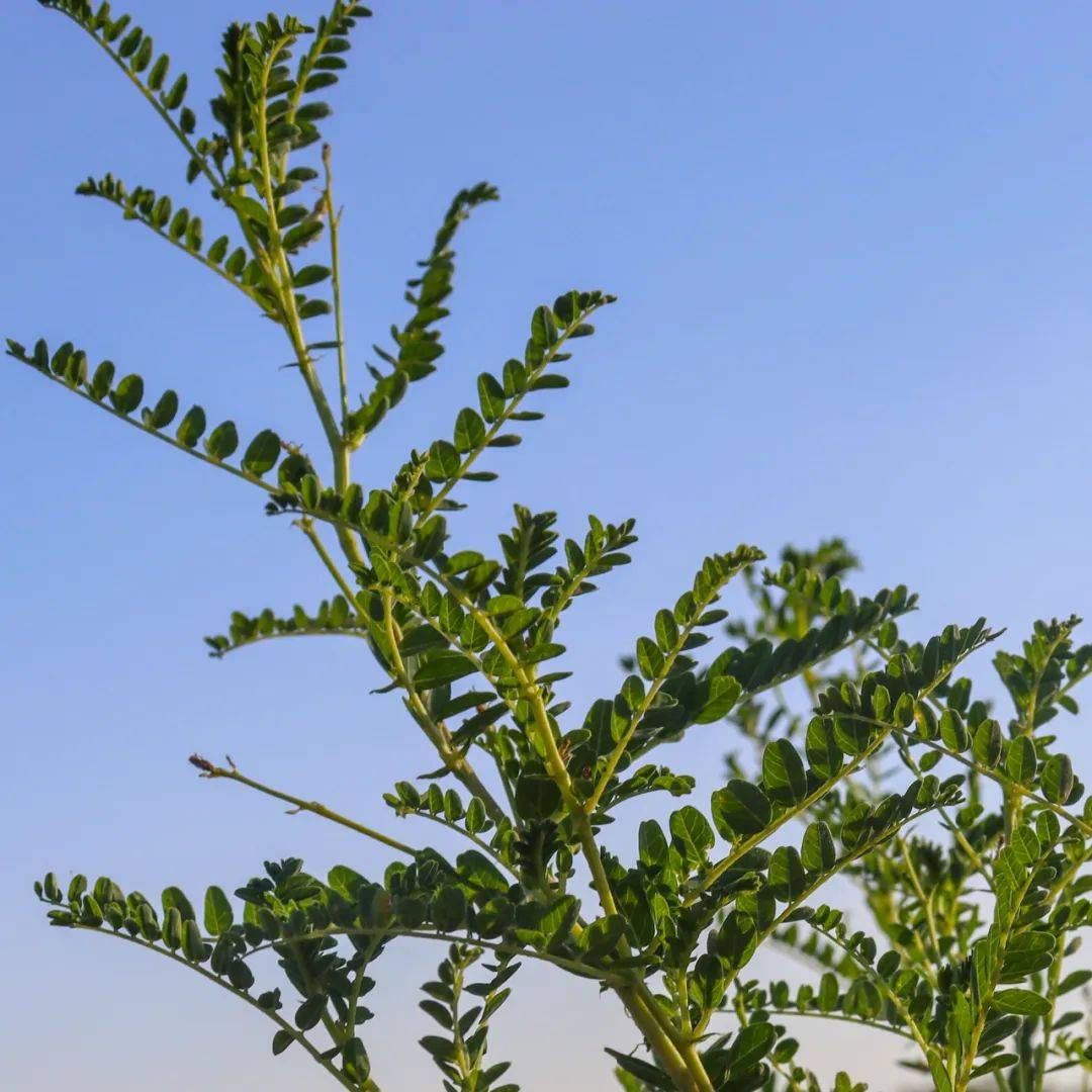 六份子村:黄芪铺就致富路_种植_明安镇_乌拉特前旗