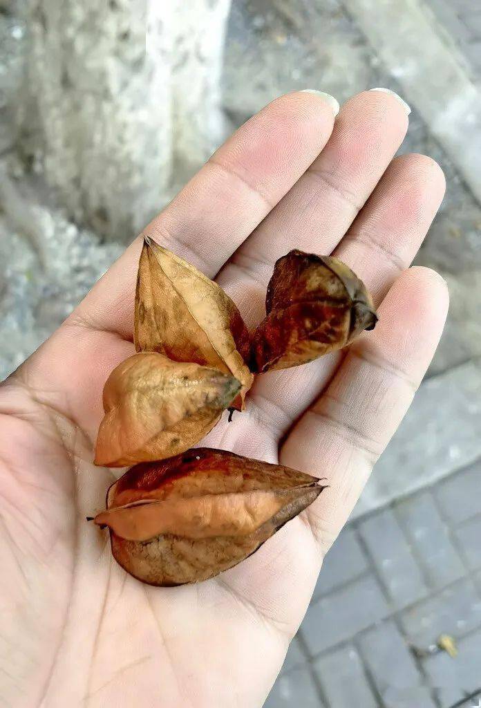 彩色的栾树_树松_灯笼_种子