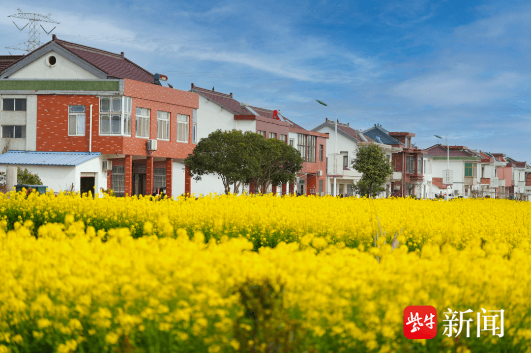 张家港市乐余镇永利村:找准靶向,精准发力,打造现代化新农村_发展