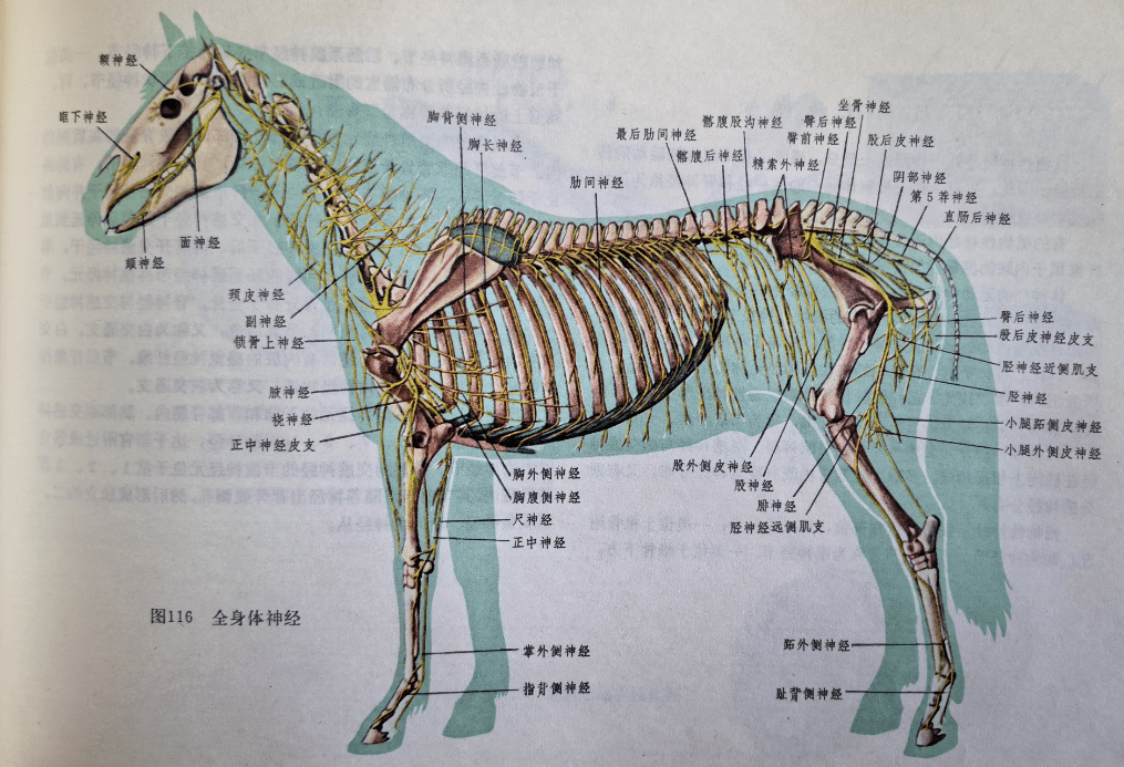 马的内脏分布图图片