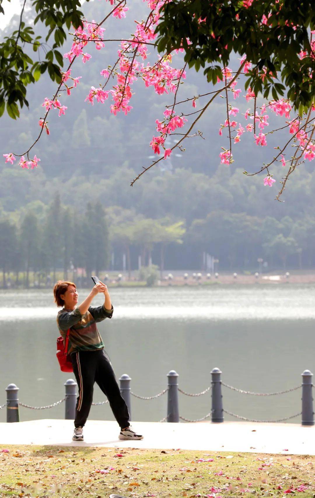 大良这片粉色花海很美!_顺峰山公园_木棉_风景
