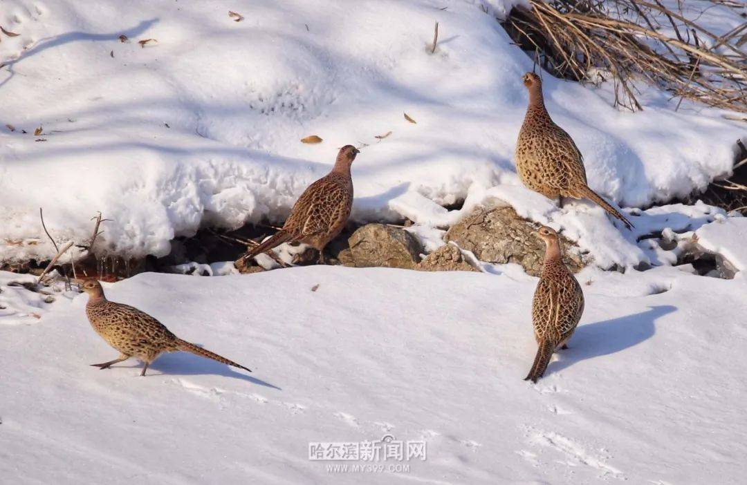太阳岛上野鸡戏雪!专家:冬天环颈雉爱"扎堆"_活动_雉鸡_雪地