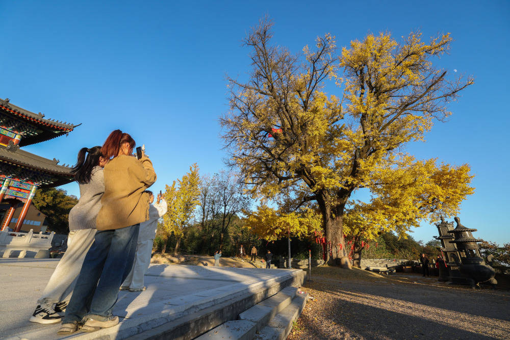 古银杏迎游客_诸暨市_新华社_店口镇