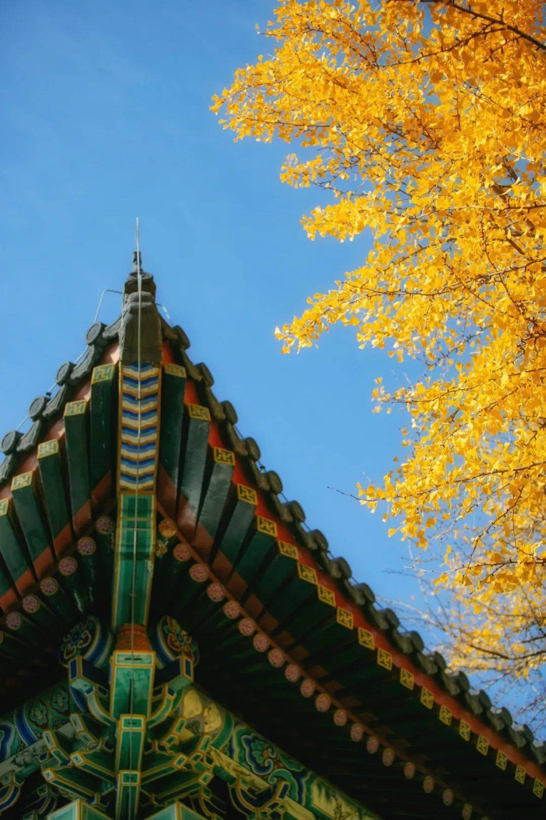 印象| 凛冬骤至,且顾这明丽的燕园之秋_安韵伊_色彩_建筑