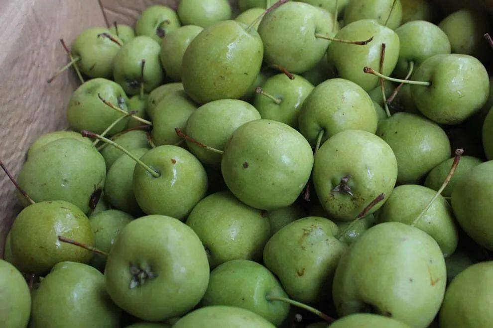 红山楂,绿山楂,不一定都是山楂_山里红_栽培_云南