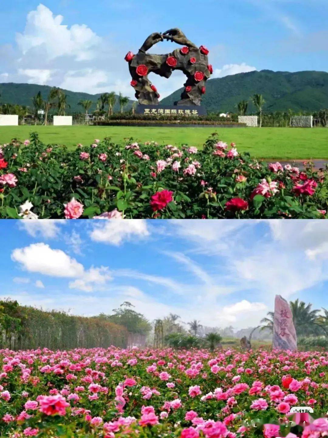 【12月16日发团】阿木自组团|海南巴厘村,兴隆华侨农场,分界洲岛,三亚