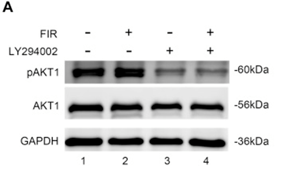 第四章 产品介绍_细胞_振动_人体