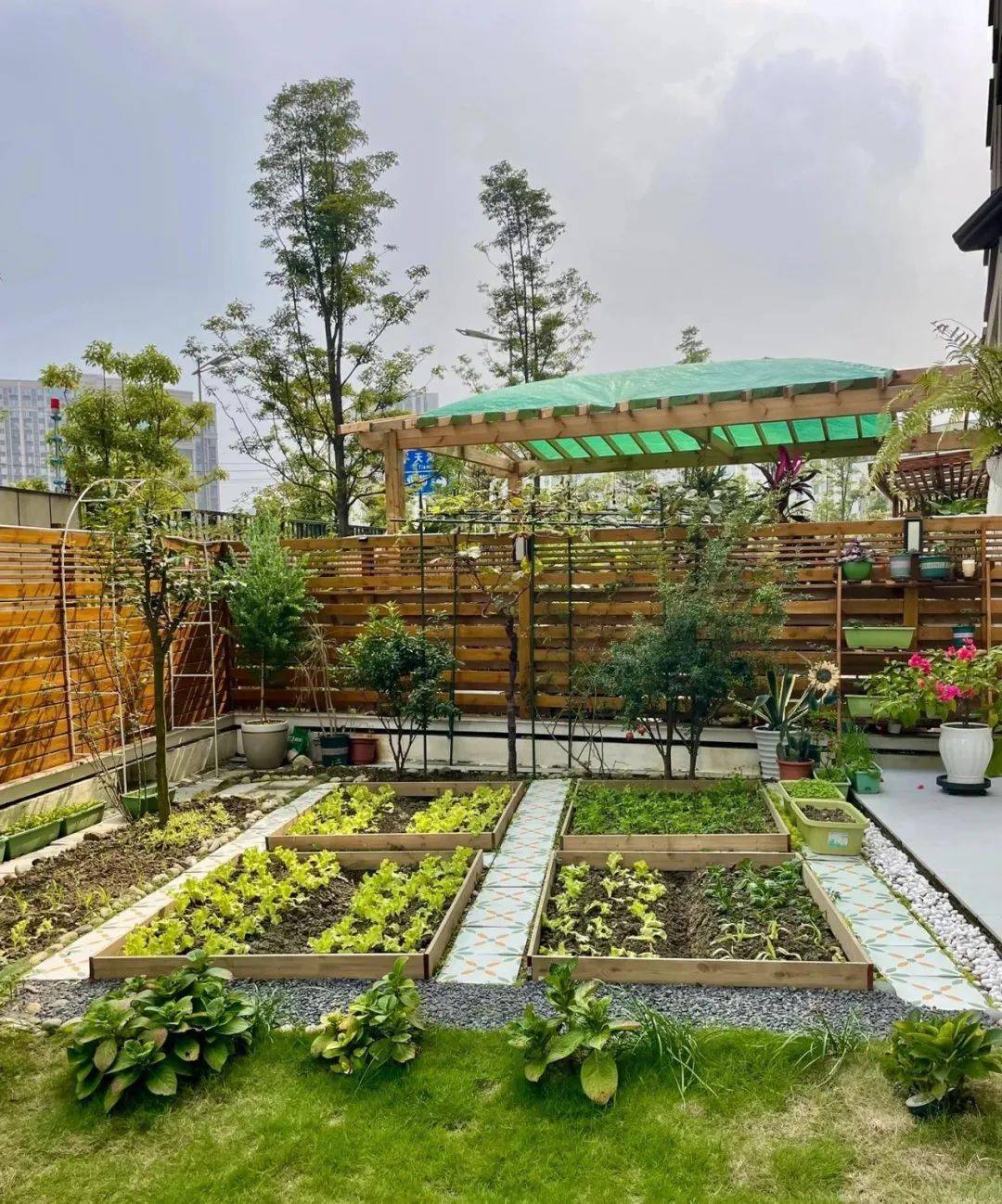 深圳一对夫妻靠阳台种菜圈粉15万,宅家自给自足,网友:"羡慕"到饭都不