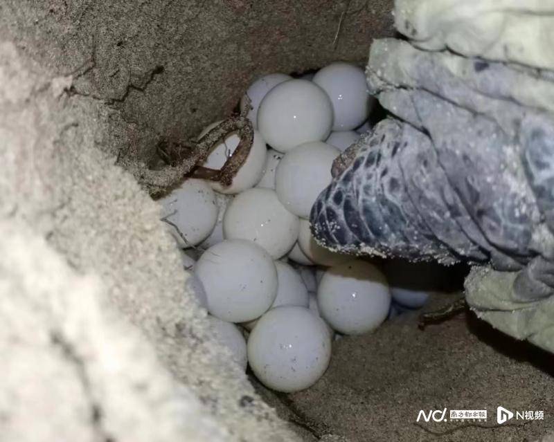 时隔6年,惠东海龟湾再次发现"野海龟"归来产卵_上岸_自然保护区_冯树