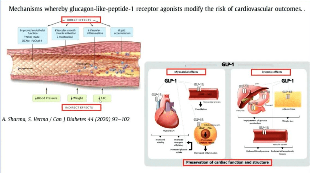 直接作用方面,glp-1ra可改善内皮功能,诱导一氧化氮(no)生成增加,抑制