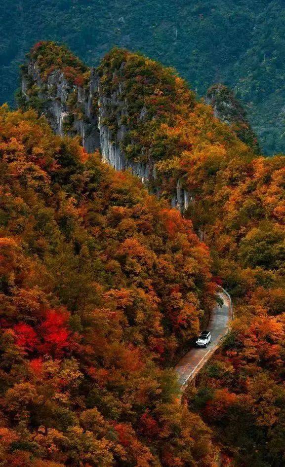 美麗重慶送你一份重慶賞彩葉地圖_紅葉_美景_三峽