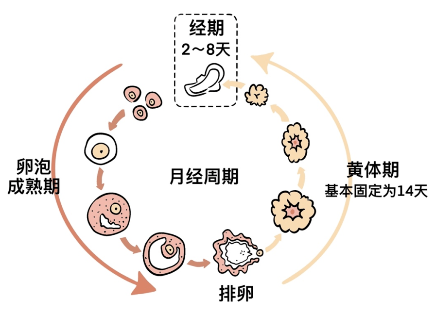 作者绘制以月经出血第一天开始,排卵日为界,前半周期为卵泡期,长短不