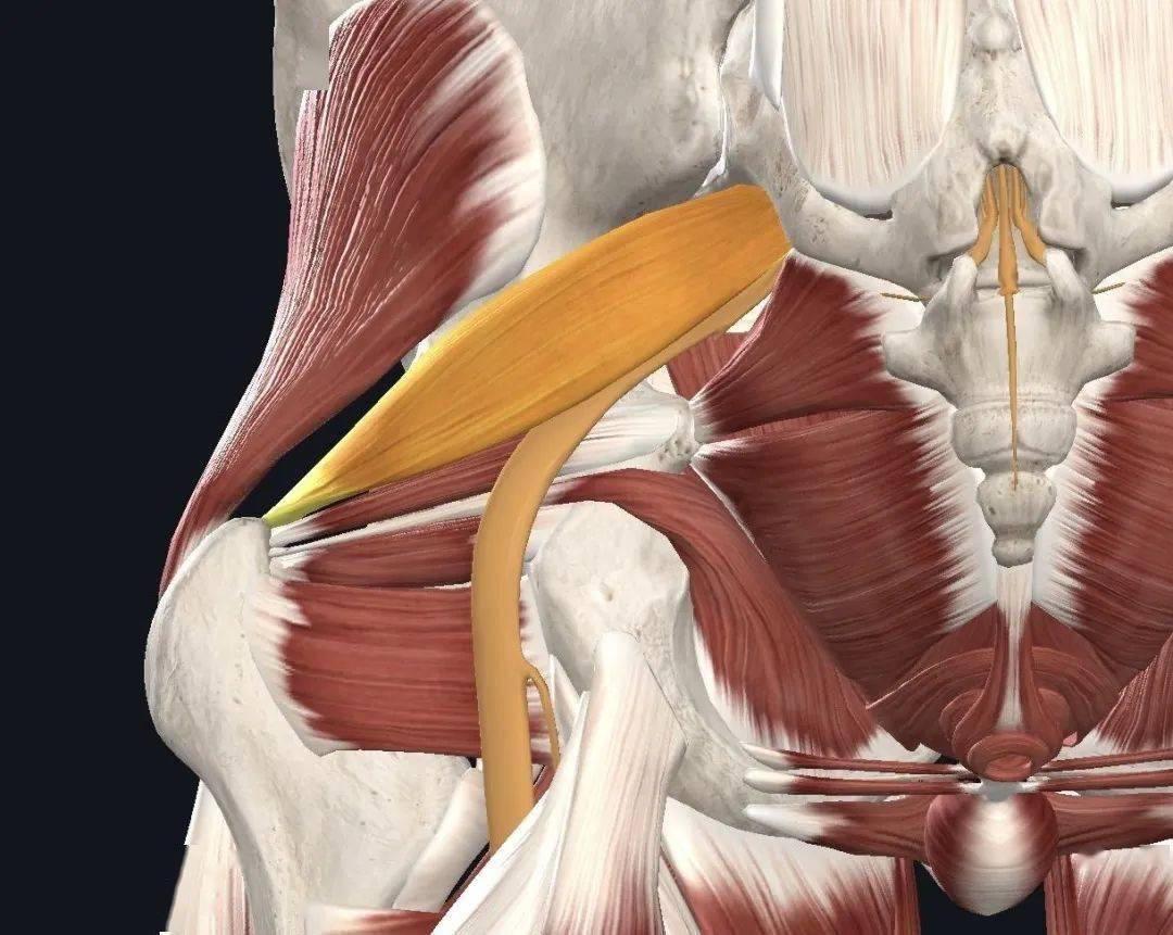 坐姿竟然会导致此处触发点受压,引发剧烈疼痛!_进化_坐骨_肌肉