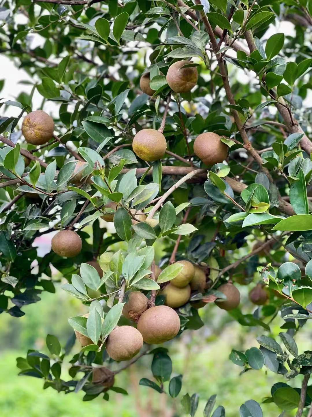 海南山柚:热带特色高效农业"摇钱树"_山柚花_油茶_琼海