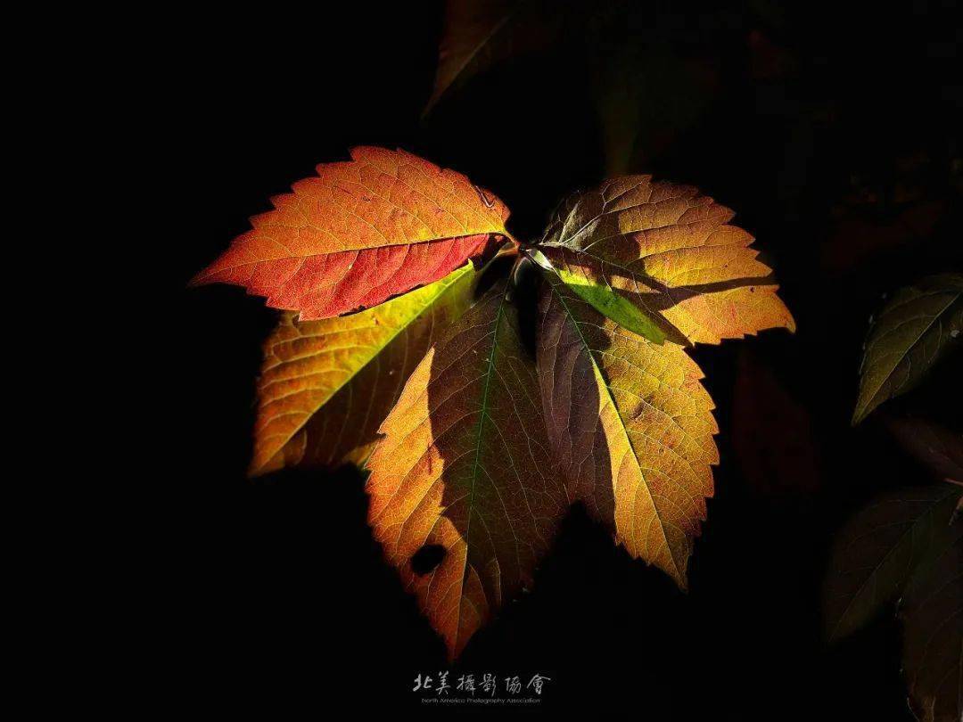 静 摄影:易虎影摄影:其乐蓉蓉秋意盎然 摄影:刘树民秋意盎然摄影:朱丽