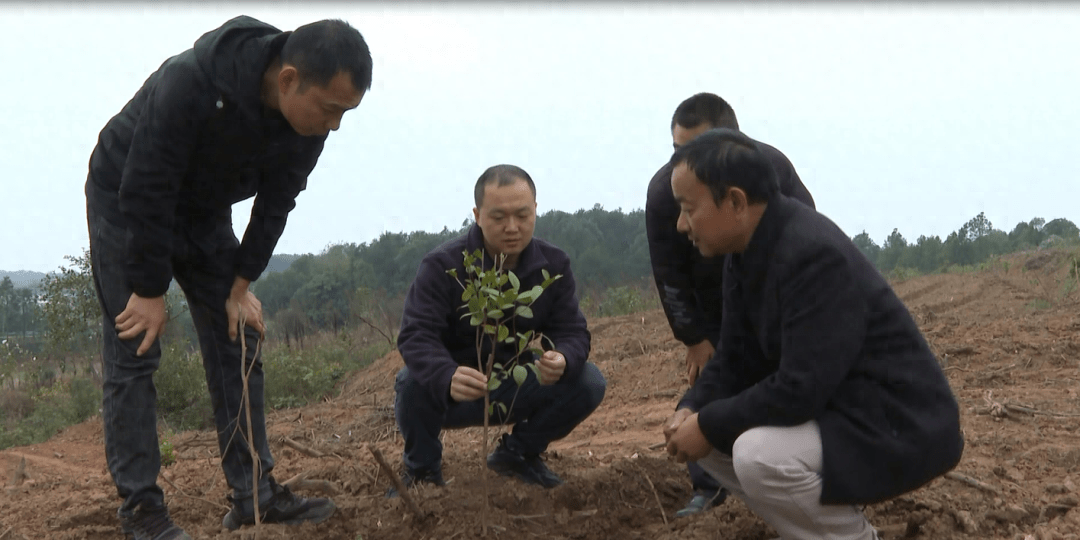 近年来,临澧县四新岗镇充分利用土地资源优势,将油茶作为一项特色富民
