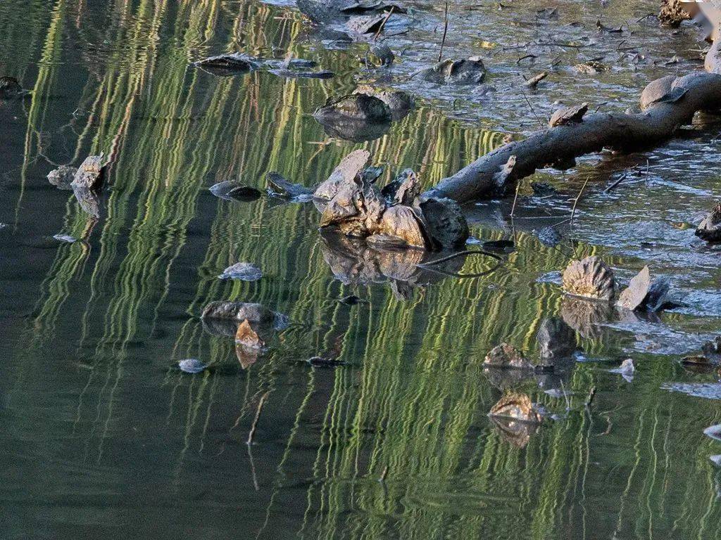 被二氧化碳吞噬的大海,海洋酸化的危害到底有多大?_影响_贝类_毒素