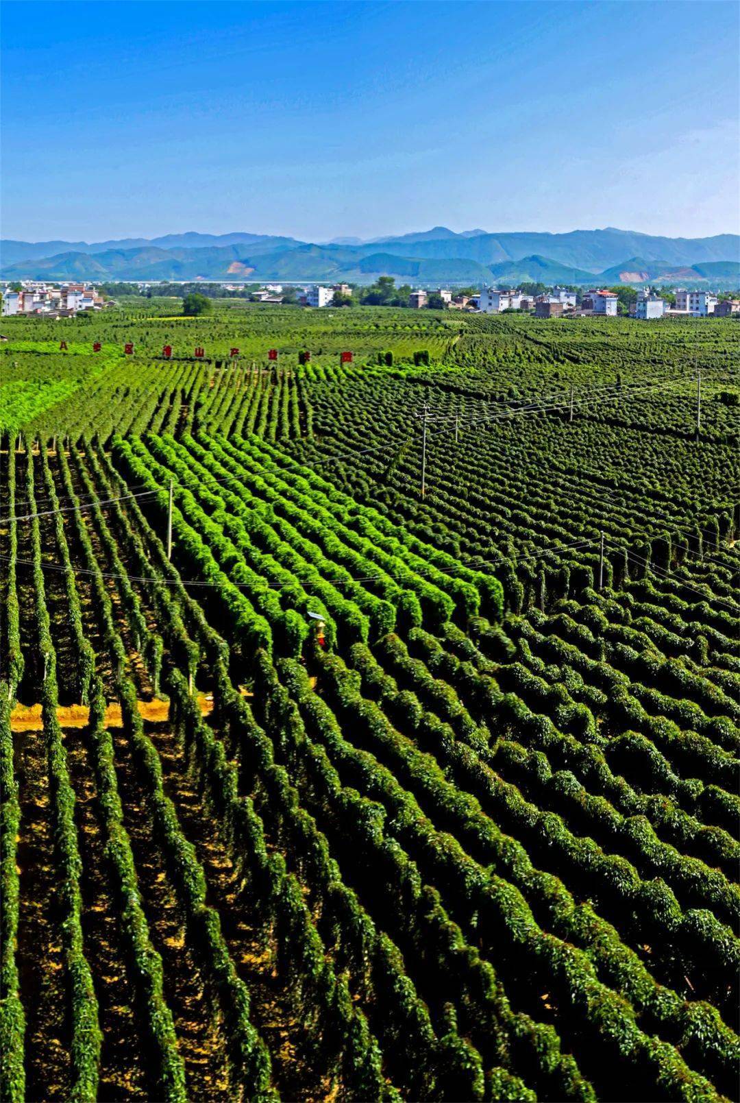 八步区"百年菜乡"全产业链摄影作品展_陈远亮_蔬菜_贺州市