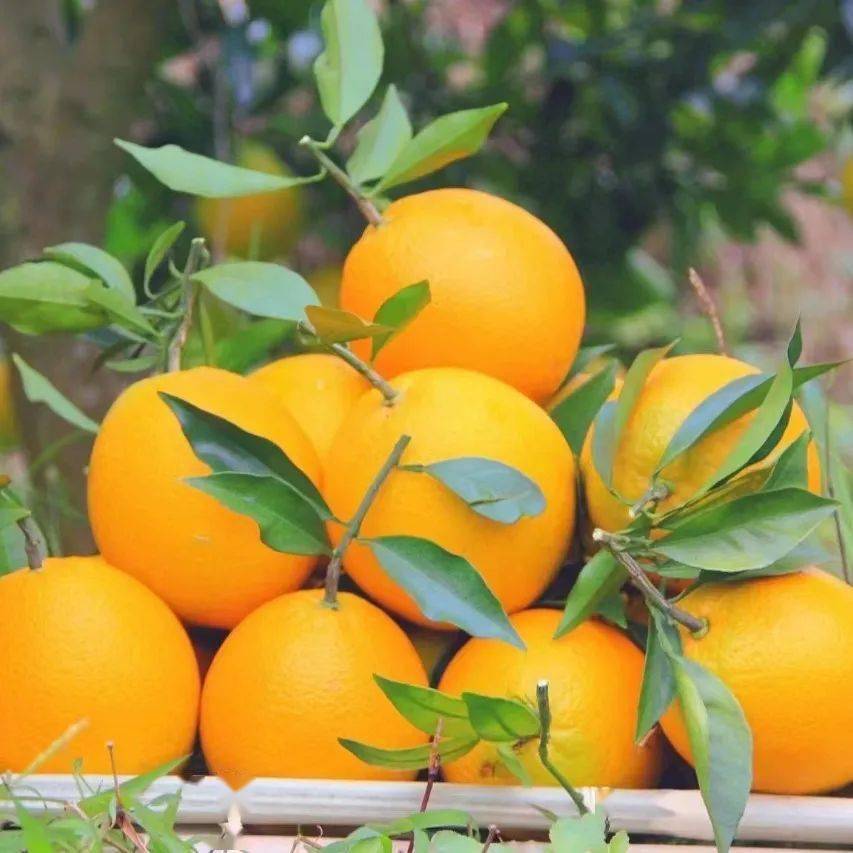 【泰昌超市】 赣南脐橙,基地直采,新"鲜"上市啦~_信丰县_安西_kg