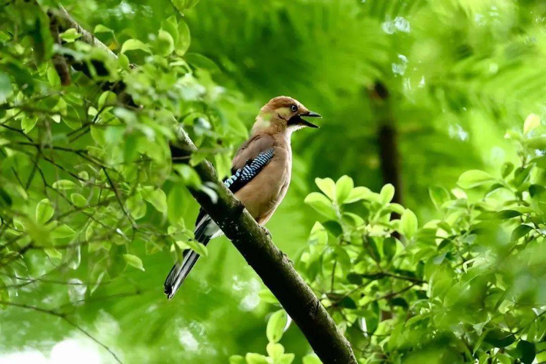 当一只鸟是什么感觉?免费birdwalk或许能给你答案_褐色_鸟类_越秀公园