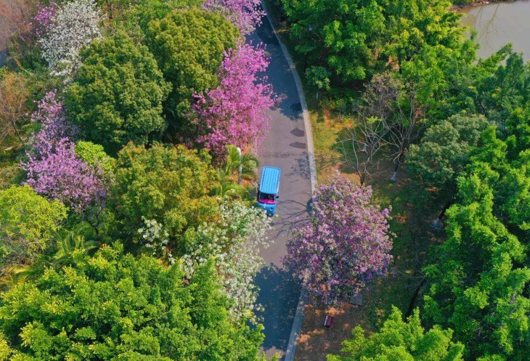东莞人心目中的"十大生态公园"_湿地_城市_park