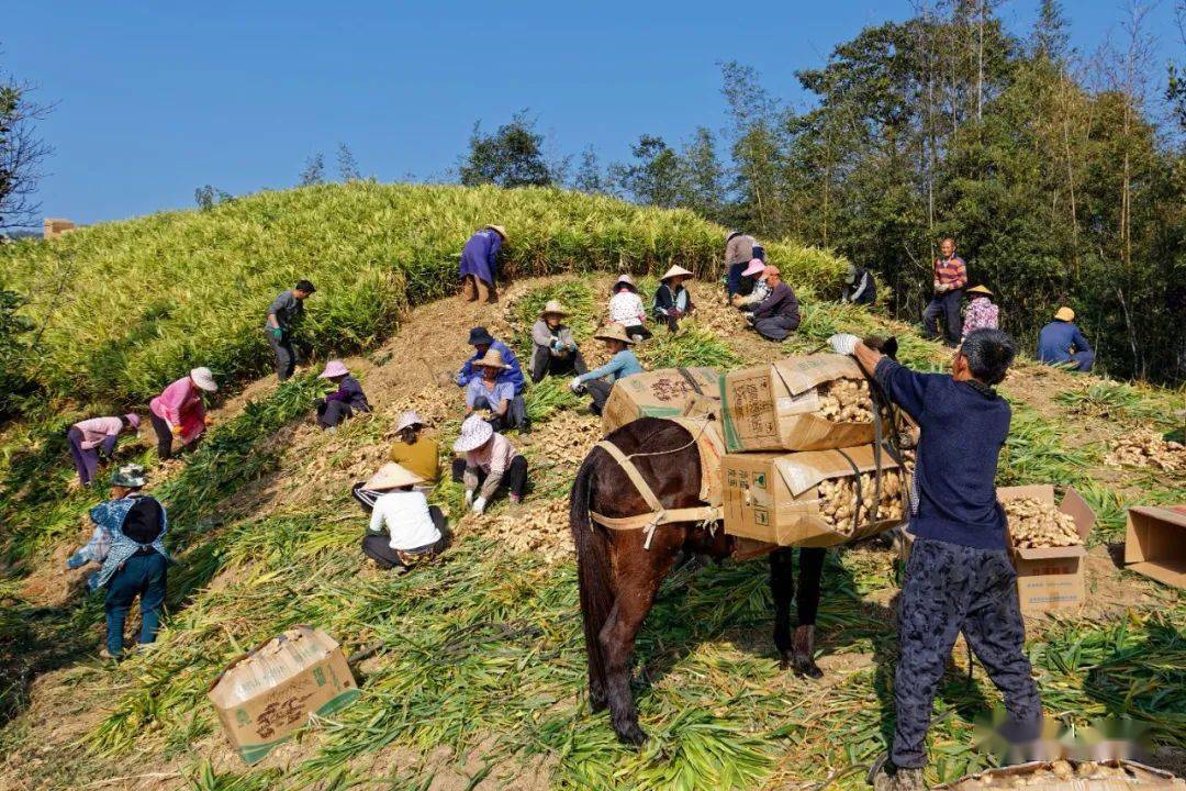 据统计,长坪瑶族乡今年全乡种姜面积超过了3000亩,亩产约6000斤,按照