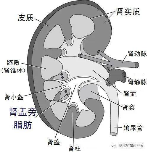 肾窦在哪个位置图片图片