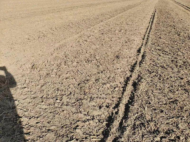 刚露白的麦芽,不会被压断,但镇压可能造成大土块或土缝深处的麦种出不