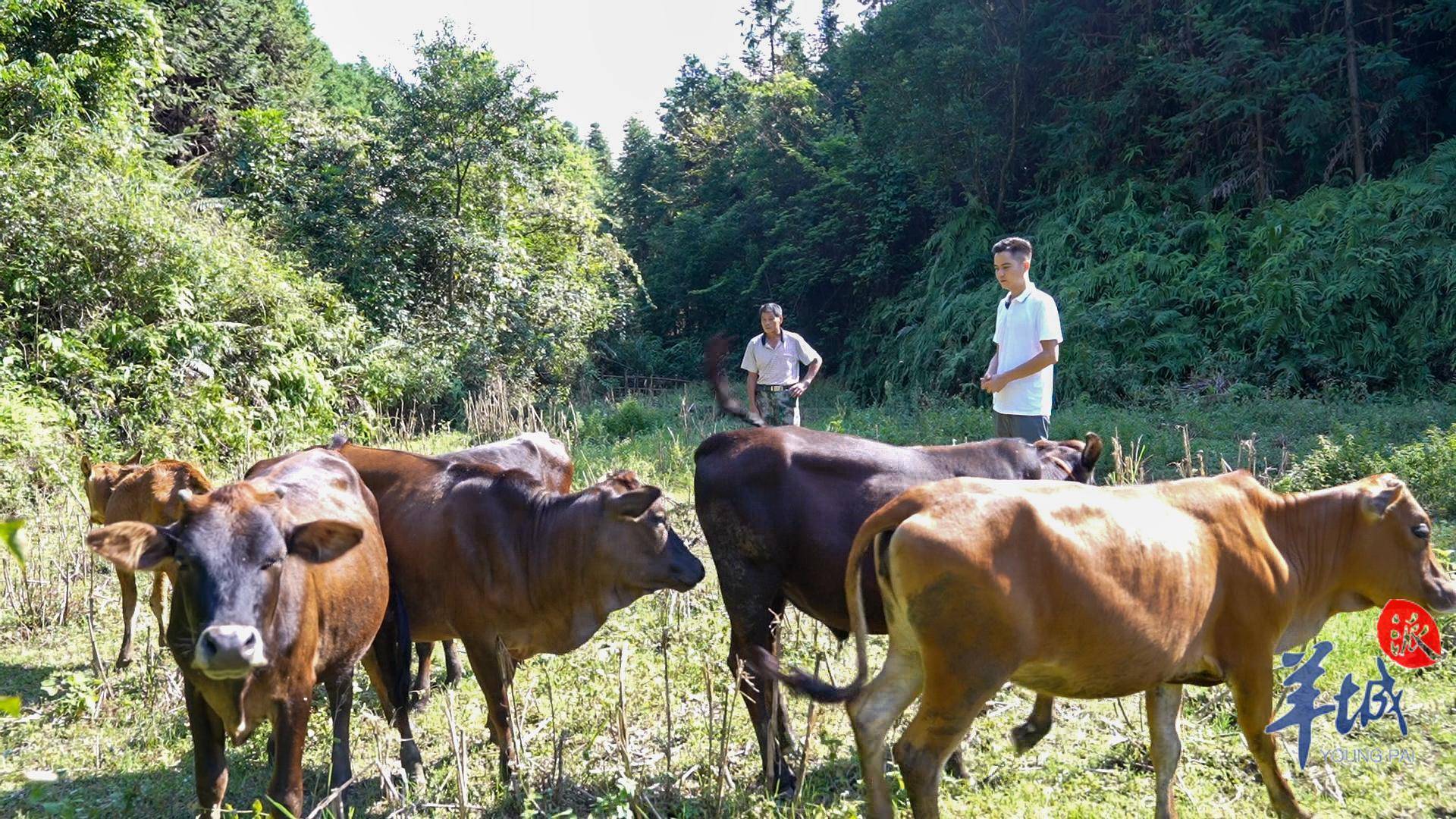 退役军人赵钮弟:探路发展百折不挠,带领乡亲致富增收丨戎归南粤谱新篇