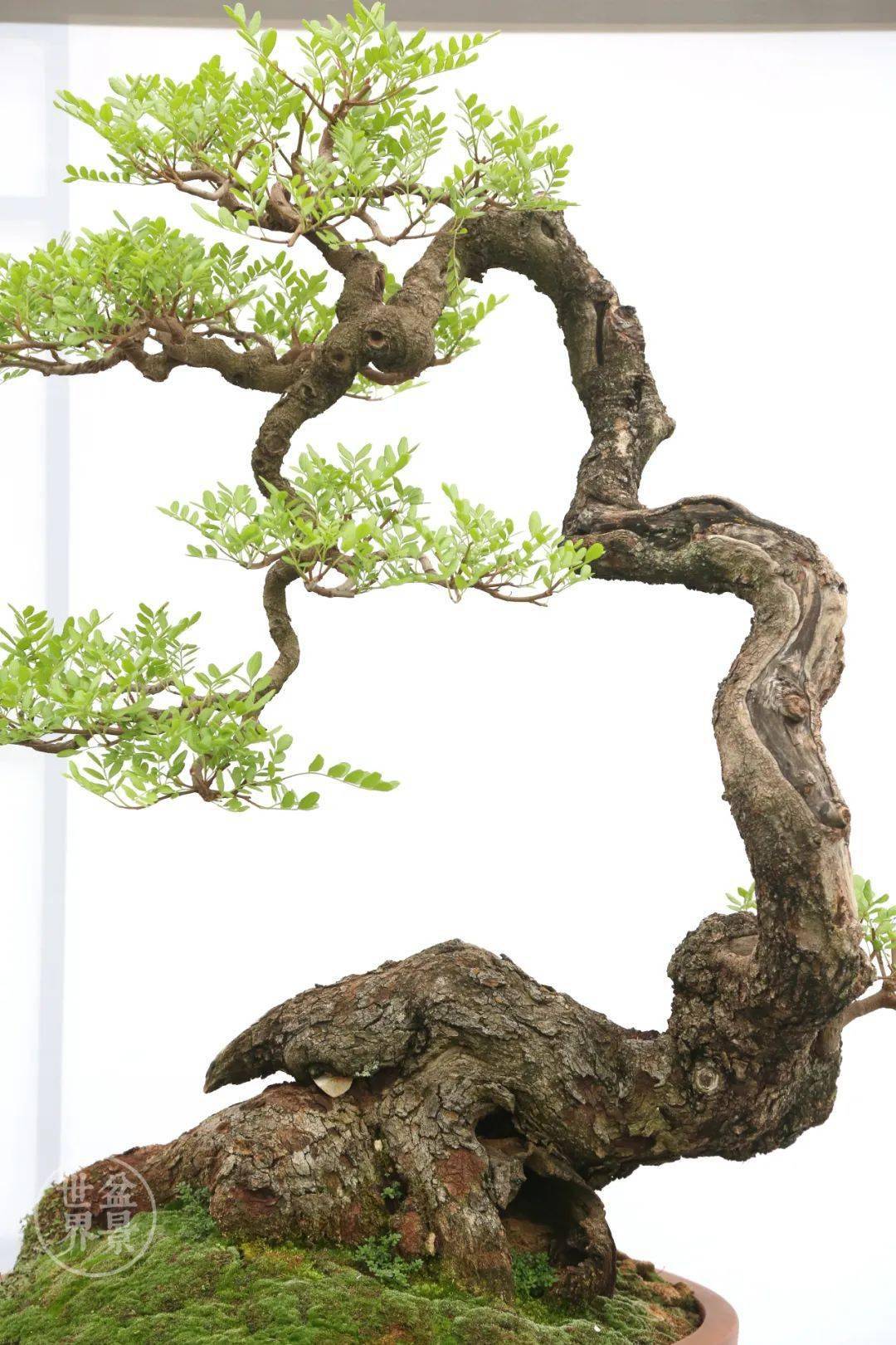 狂草_cm_作品_山松