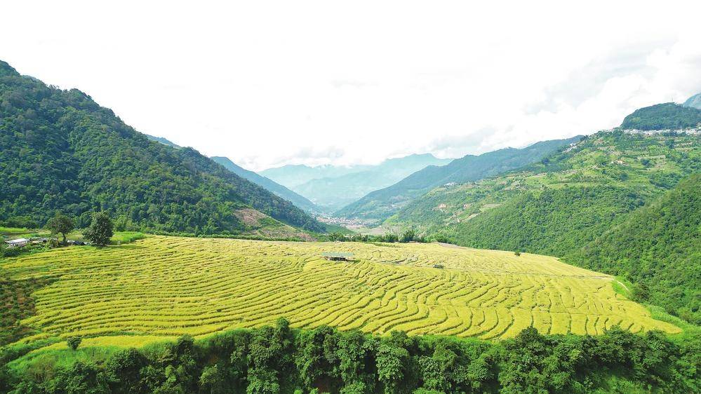 永德县:深山长出双亿元产业_勐板乡_茶叶_种植业