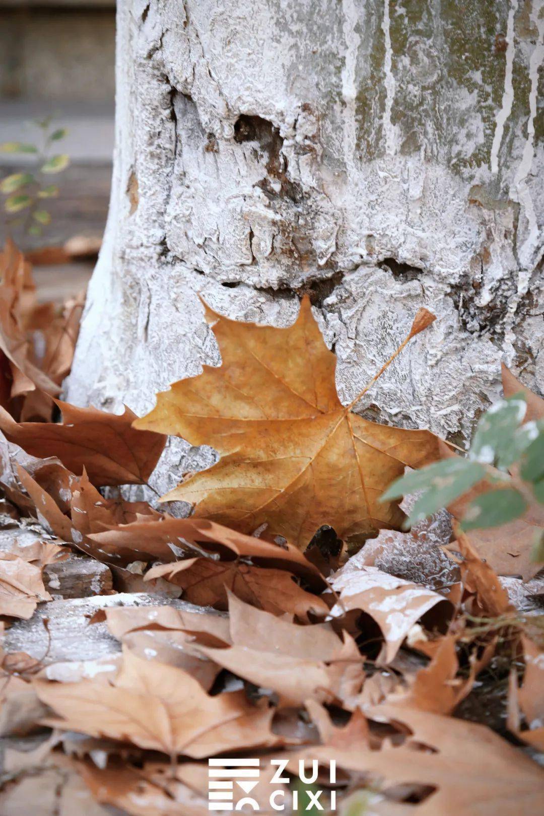 我宣布:慈溪正式进入最浪漫的季节!_乌山路_上海_道路
