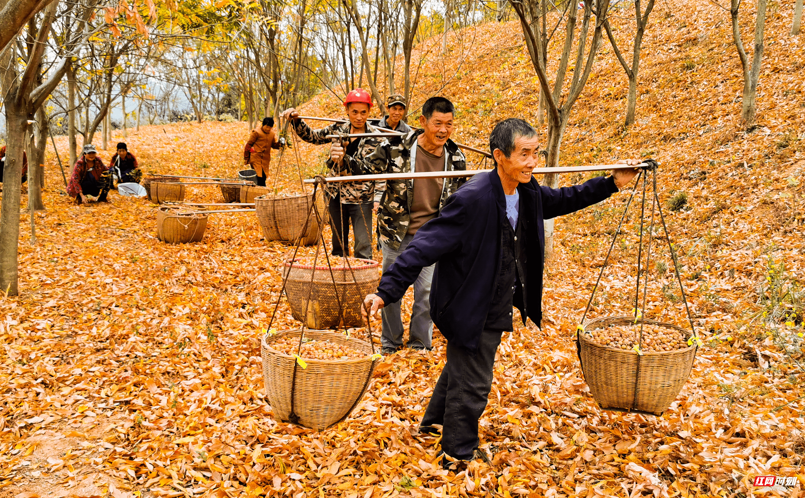 金秋时节,村民们扛着满筐的无患子果实,笑容满面.