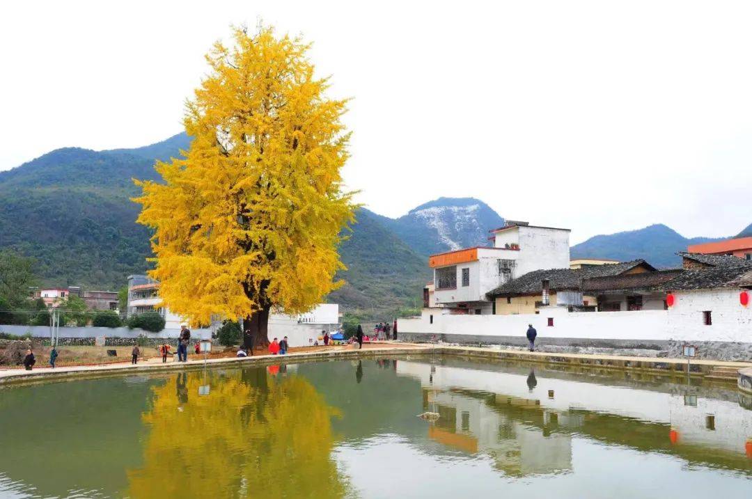 【阳山两天】广东峡天下看坪千年银杏_岭背镇_玻璃_景区