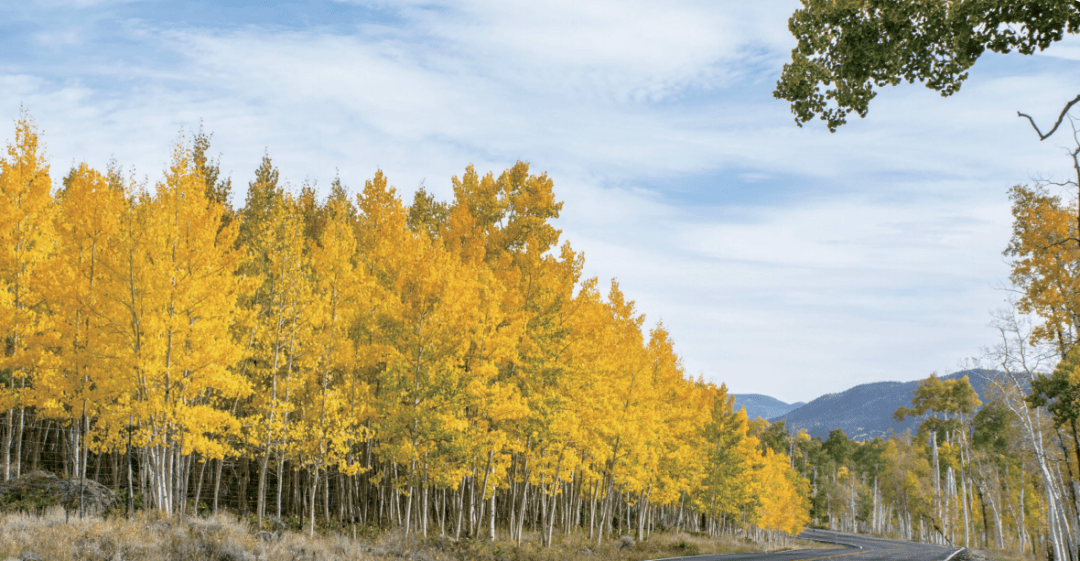 古老而巨大的生物——潘多_保护_白杨_研究