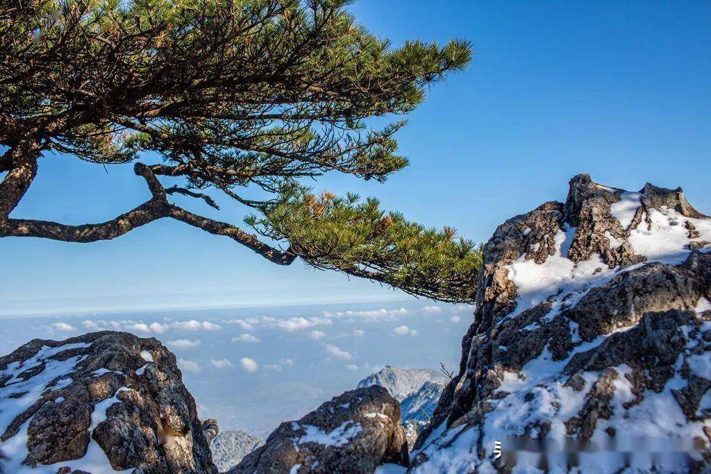 雪后松树图片大全图片