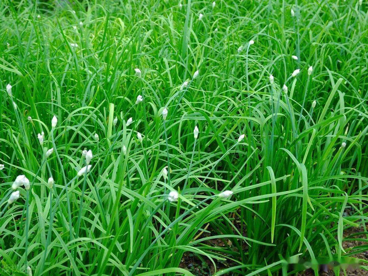 "发如韭,割复生"的歌谣末了,顶多再如韭叶般尖叫:油油绿出希望,失望