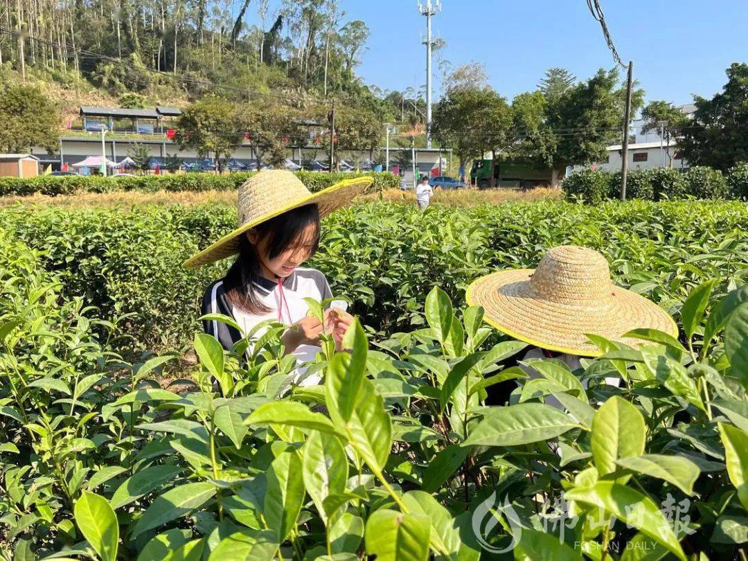 聚焦"百千万工程"丨更合白洞村:一杯清香"高明红", 一条产业振兴路