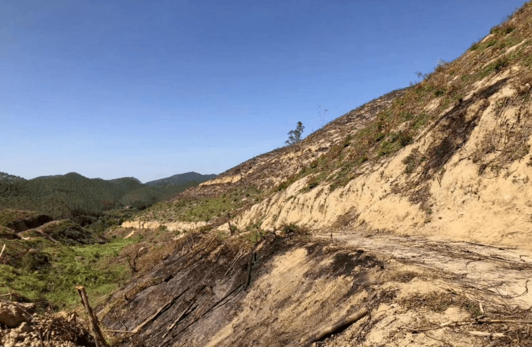 事发电白马踏,望夫交界处:一男子违规烧山,当场被抓!