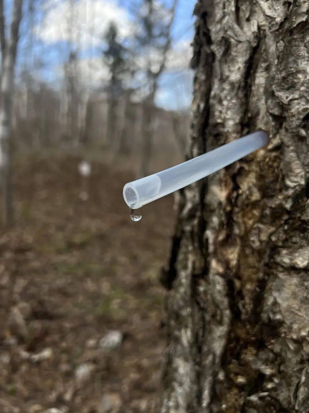 这个"疯子",花了一千万只为让中国人喝上这口树汁!_桦树_嘉桦_张学刚