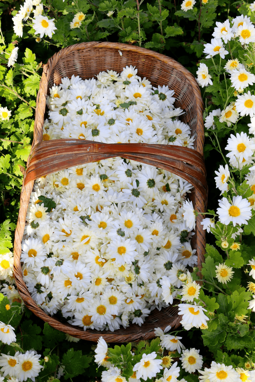 随县院子河:福白菊托起致富梦