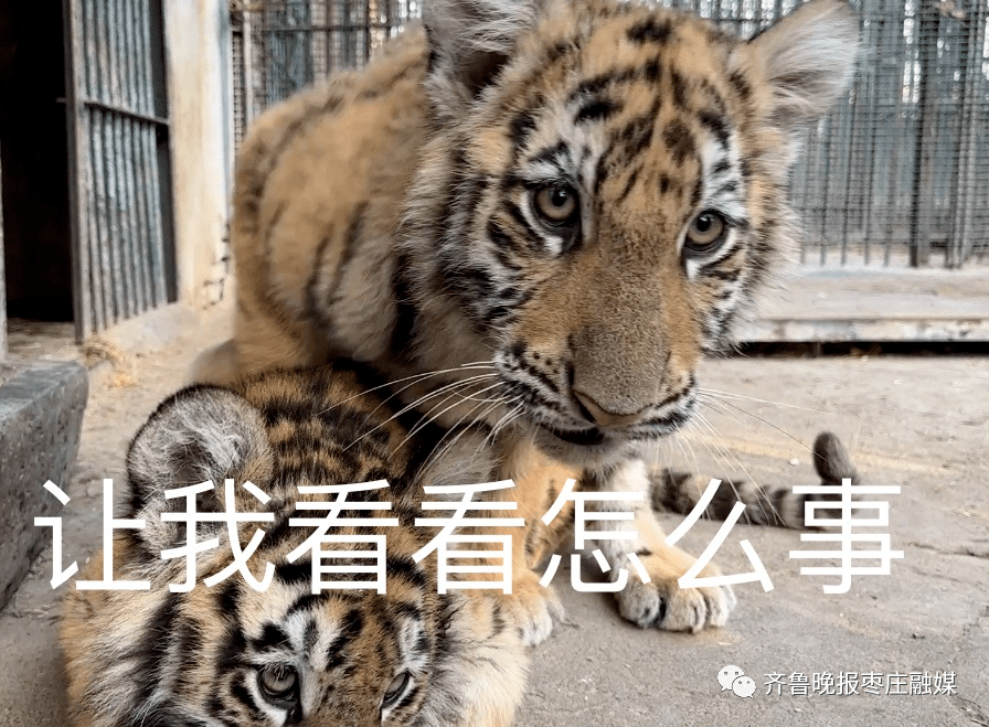 枣庄动物园也开始整"花活",期待动物门的直播网红出现_游客_铁锅_姐妹