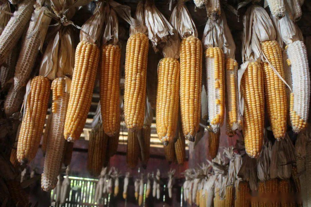 我国买家重返乌克兰玉米进口市场 印度为8亿人每天发5公斤大米