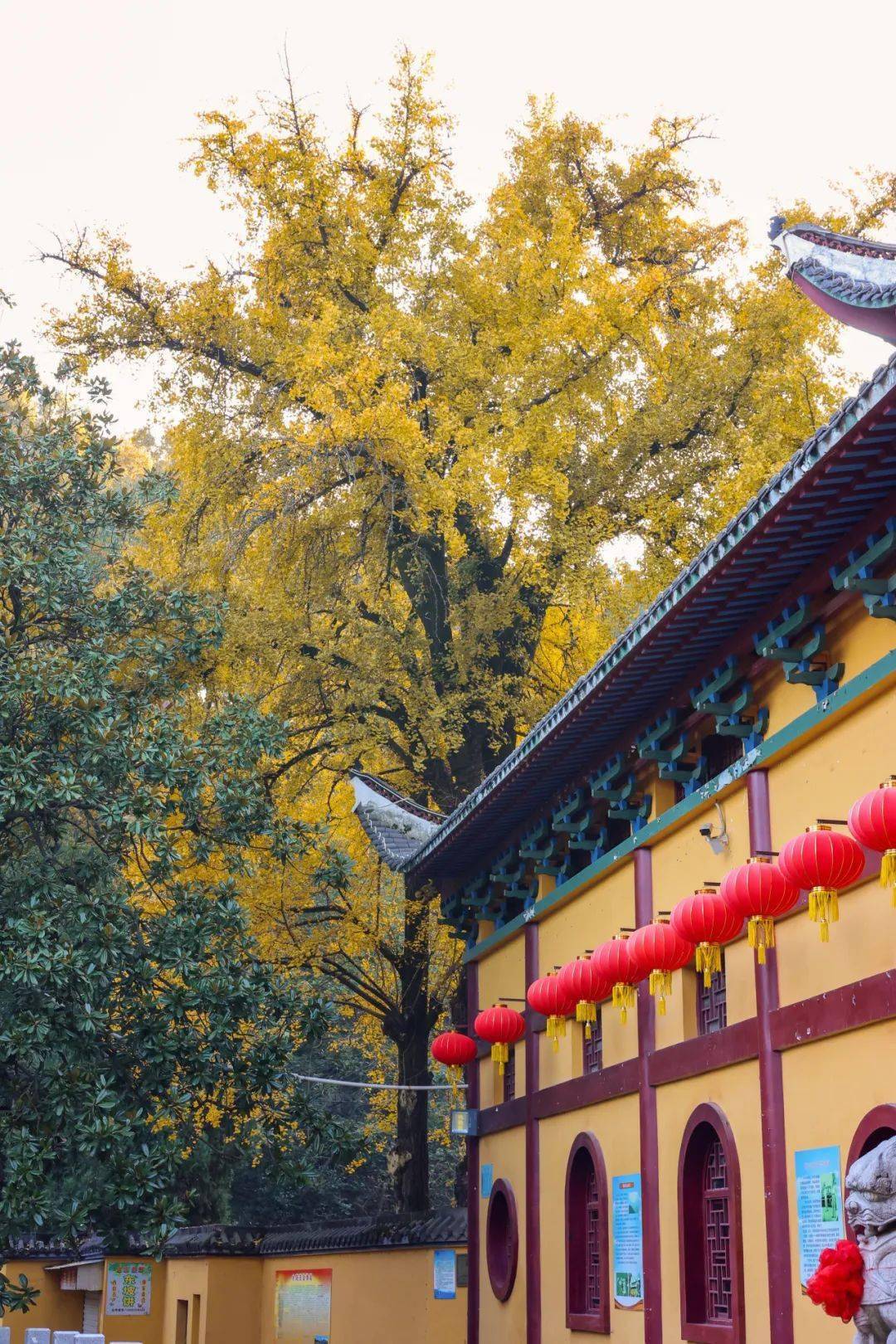 这其中最为人熟知的的,是西山古灵泉寺中的一对"夫妻"般的古银杏.
