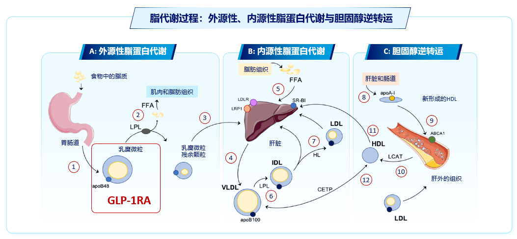 glp-1ra多维发力持续改善t2dm患者代谢综合征_心血管_风险_相关研究