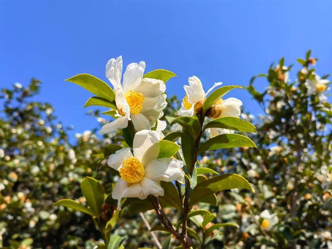 油茶花图片大全大图图片