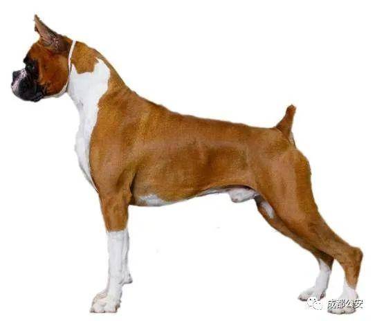 寻血猎犬bloodhound26. 大白熊犬(比利牛斯山犬)greatpyrenees27.