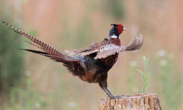 竟是是罕见的国家二级保护动物_野鸡_同事_羽毛