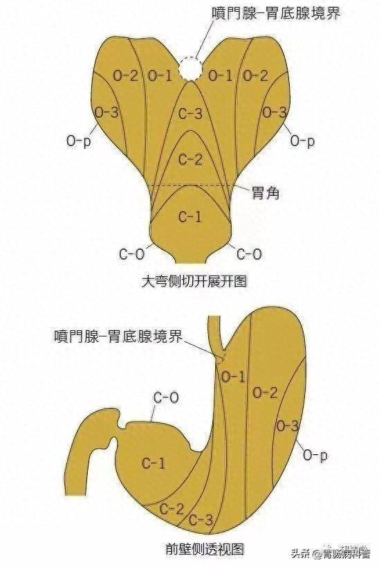 胃解剖图高清图 胃窦图片