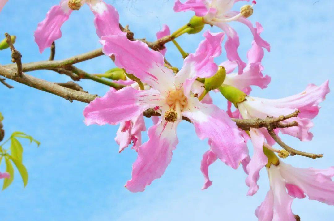 紫荆花_木棉花_粉色